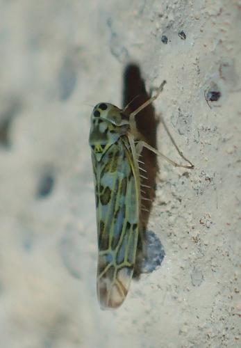 Réf. 315 219 : Eupteryx sp.